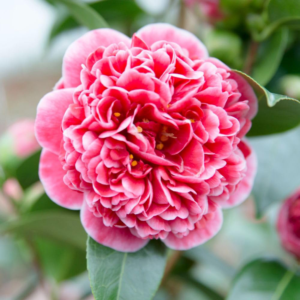 Thompson and Morgan Camellia Japonica Volunteer Plant Pot 3L Image 1