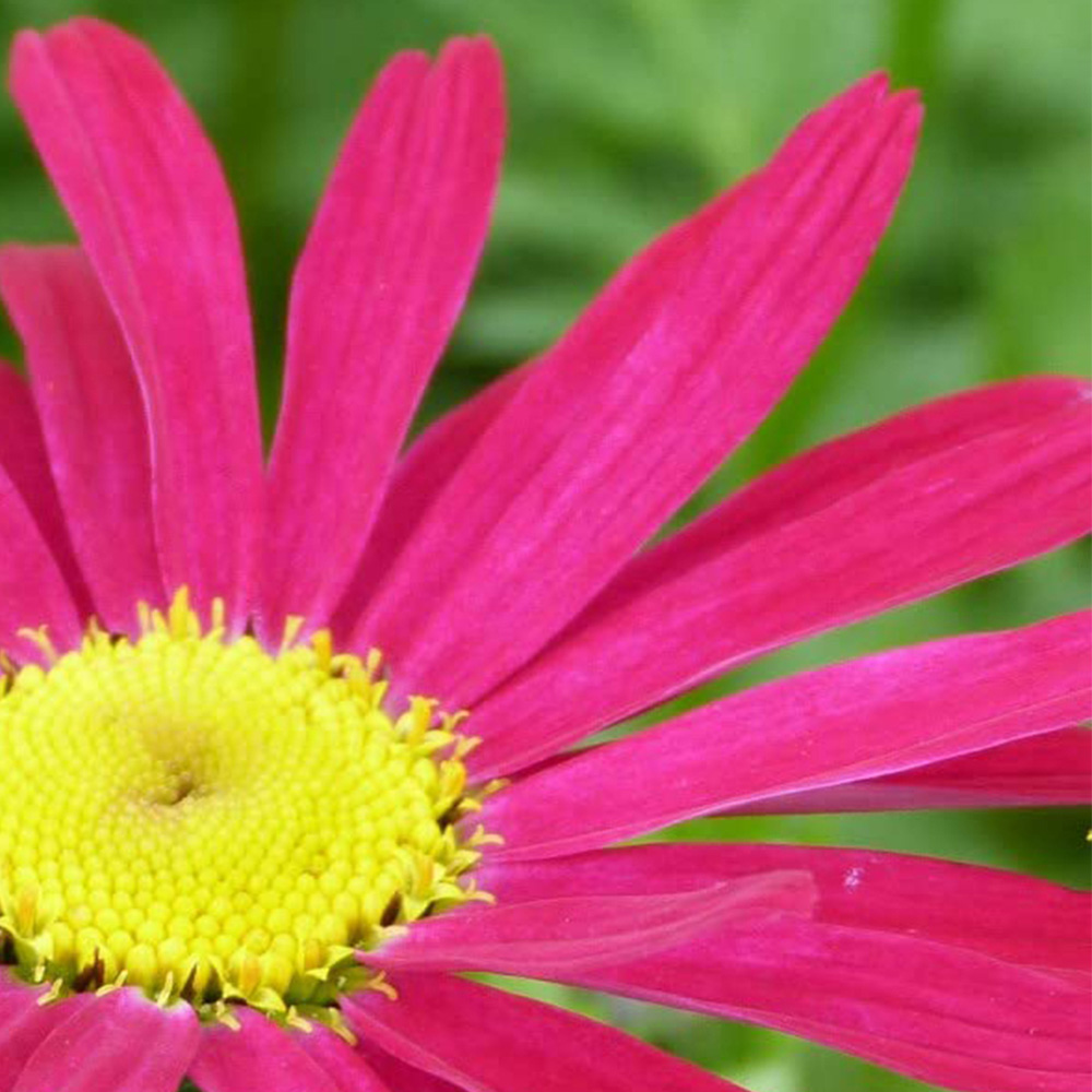 Thompson and Morgan Pyrethrum Coccineum James Kelway Potted Plant 1L Image 2