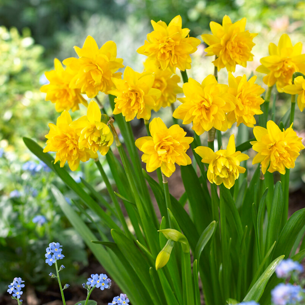 Wilko Narcissus Tete a Tete Boucle 8 Pack Image