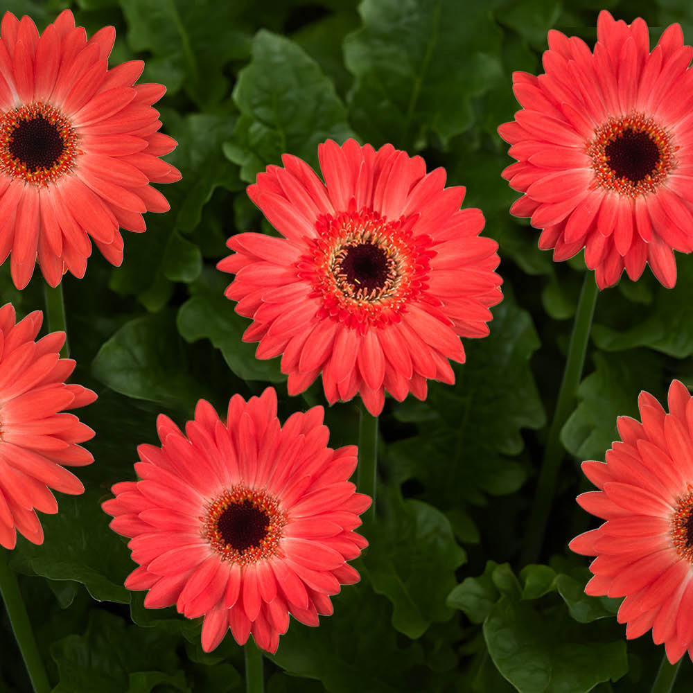 YouGarden Orange Gerbera Sunshaper Collection Plant Pot with Fertiliser 3 Pack Image 2