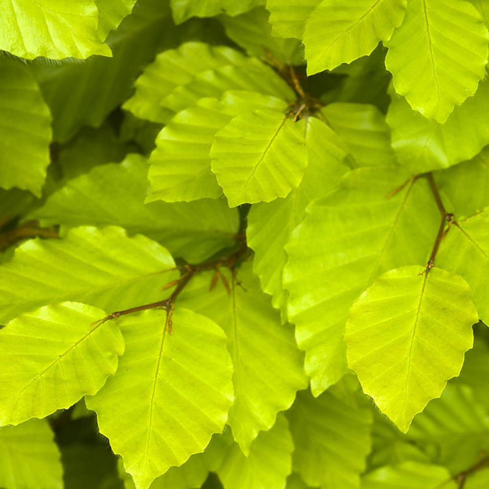 Thompson and Morgan Fagus Sylvatica Green Beech Hedge Bare Root 25 Pack Image 2