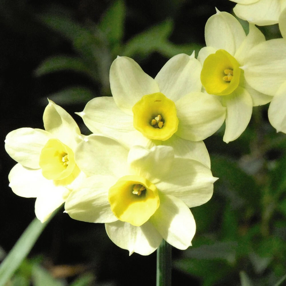 Thompson and Morgan Daffodil Minnow Planting Bulb 80 Pack Image 6