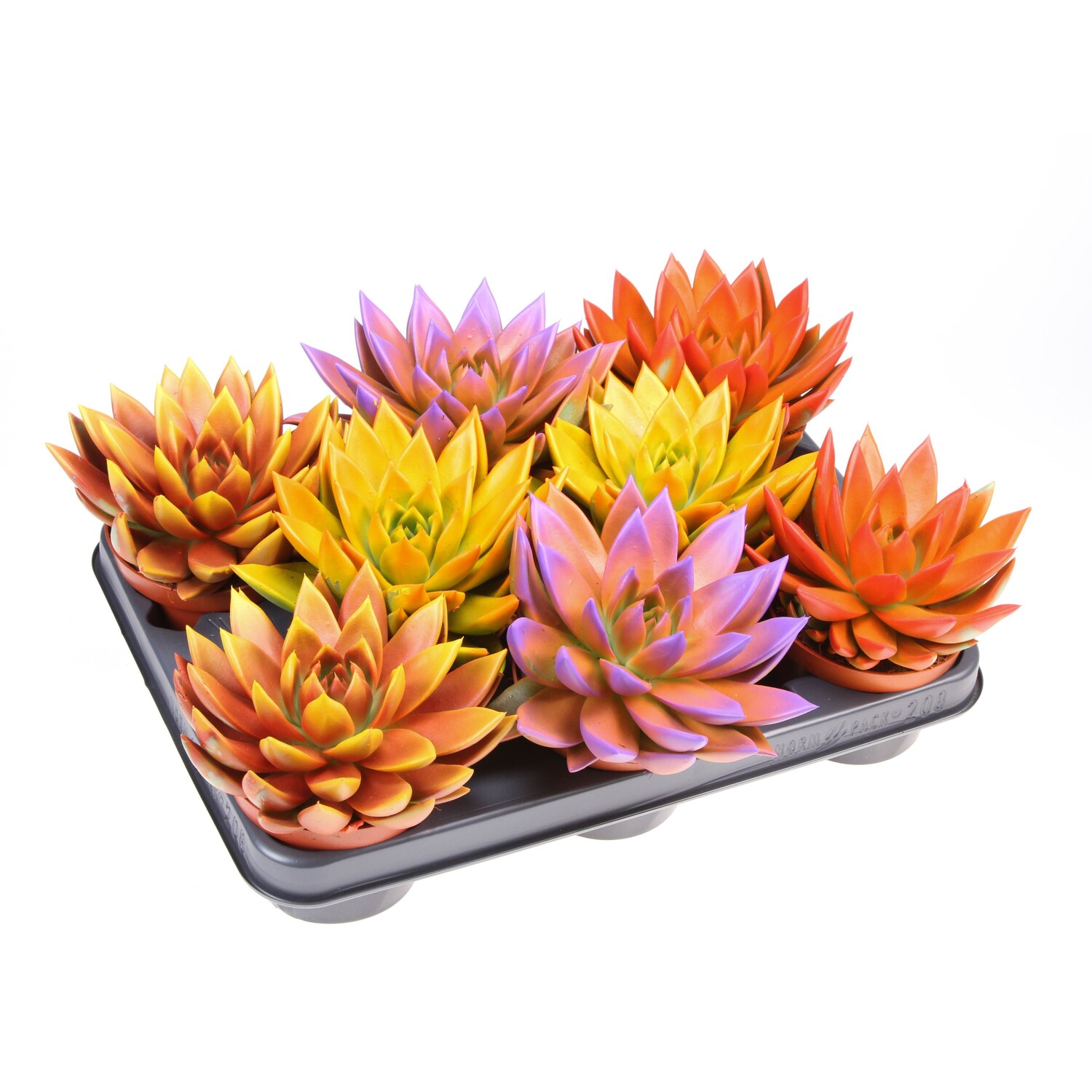 Coloured Echeveria Pot Image 3