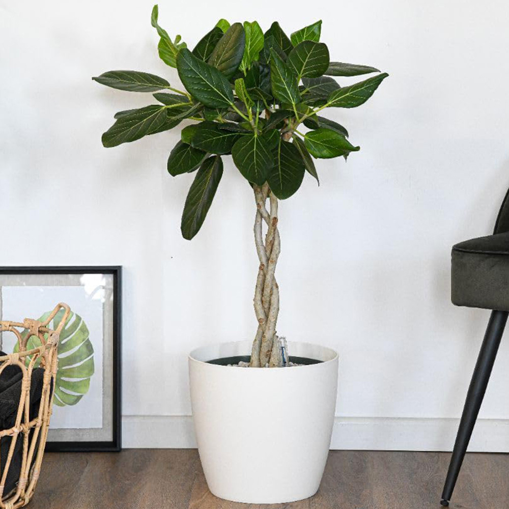 Thompson and Morgan Ficus Benghalensis Audrey Braided Stem Plant Pot 27cm 2 Pack Image 4