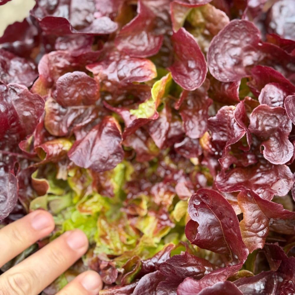 Thompson and Morgan Lettuce Lactuca Sativa Oakus Seed Packet Image 2