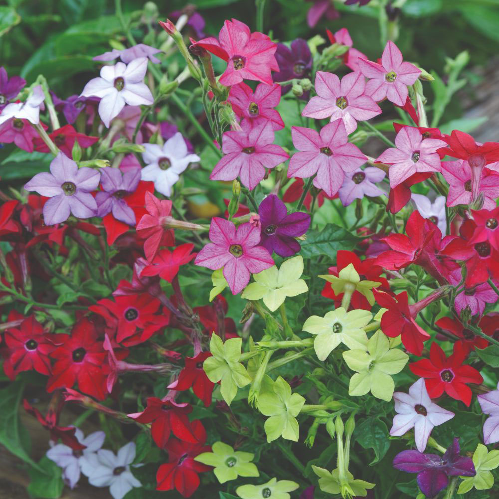 Thompson and Morgan Nicotiana Eau De Cologne Garden Ready Plant 15 Pack Image 4