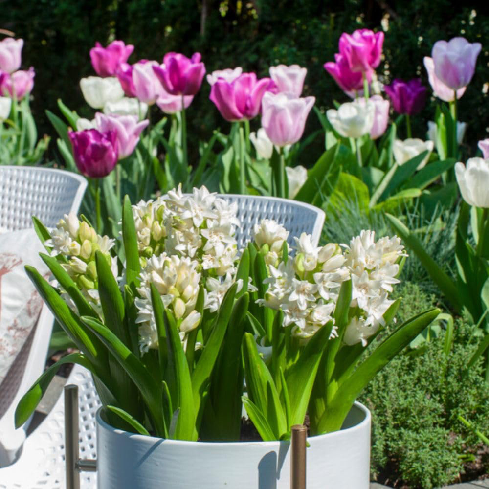Thompson and Morgan Hyacinth Snow Crystal Bulbs 10 Pack Image 3