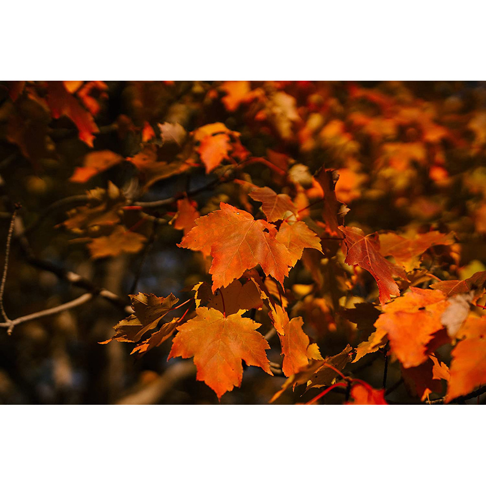 Inspirational Gifting Field Maple Bare Root Hedge Plant Saplings 3-4ft 20 Pack Image 6