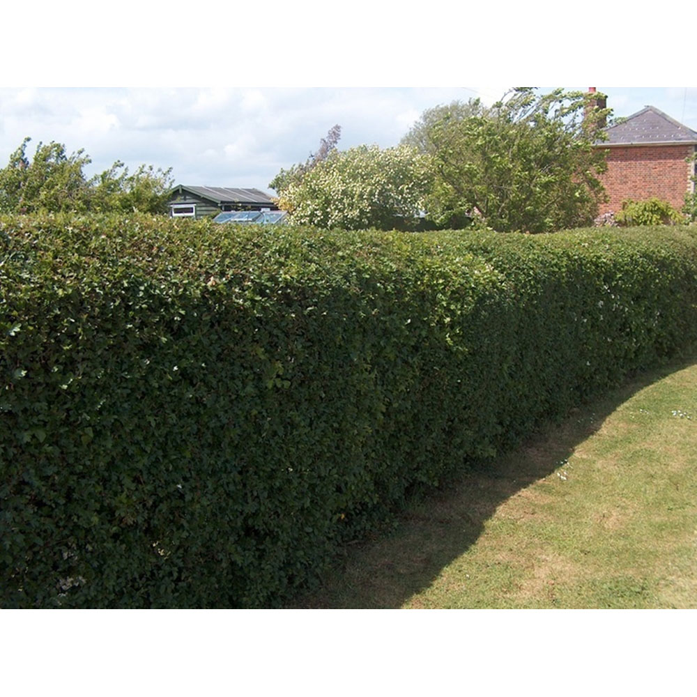 Inspirational Gifting Hawthorn Bare Root Hedge Plant Sapling 3-4ft 10 Pack Image 4