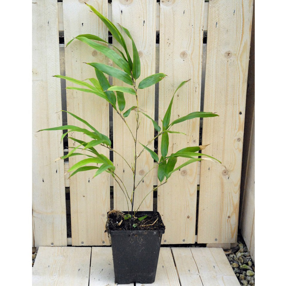 Thompson and Morgan Fargesia Asian Wonder Red Umbrella Bamboo Plant Pot 9cm Image 5