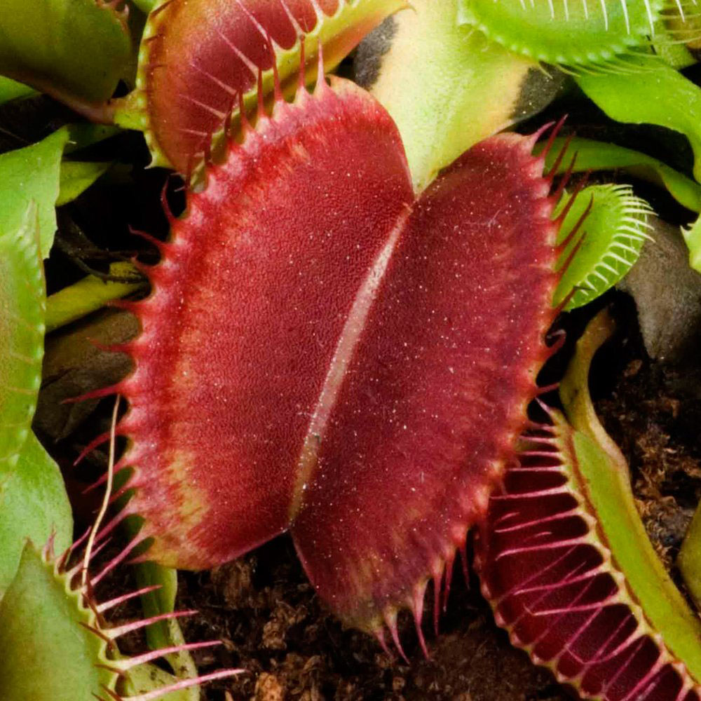 Thompson & Morgan Dionaea Muscipula Venus Fly Trap Potted Plant Image 2