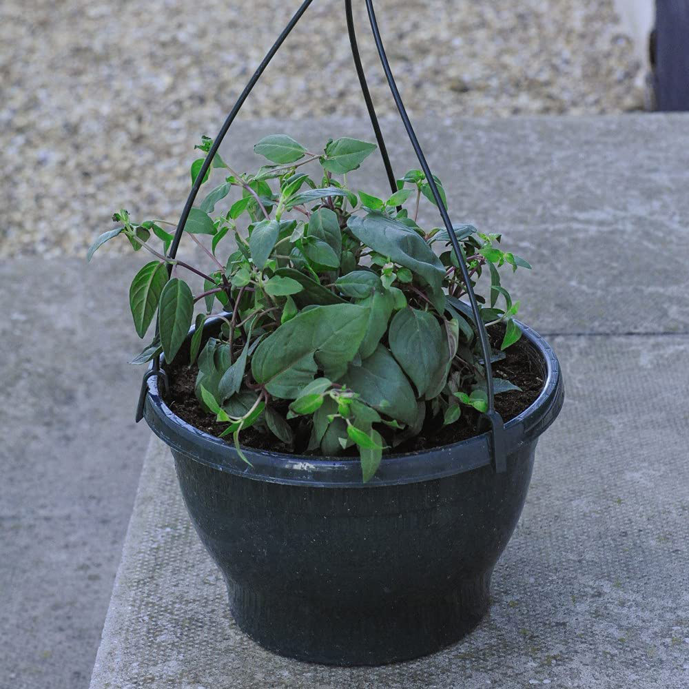 Thompson and Morgan Sherbet Lemon Preplanted Basket 25cm 2 Pack Image 6