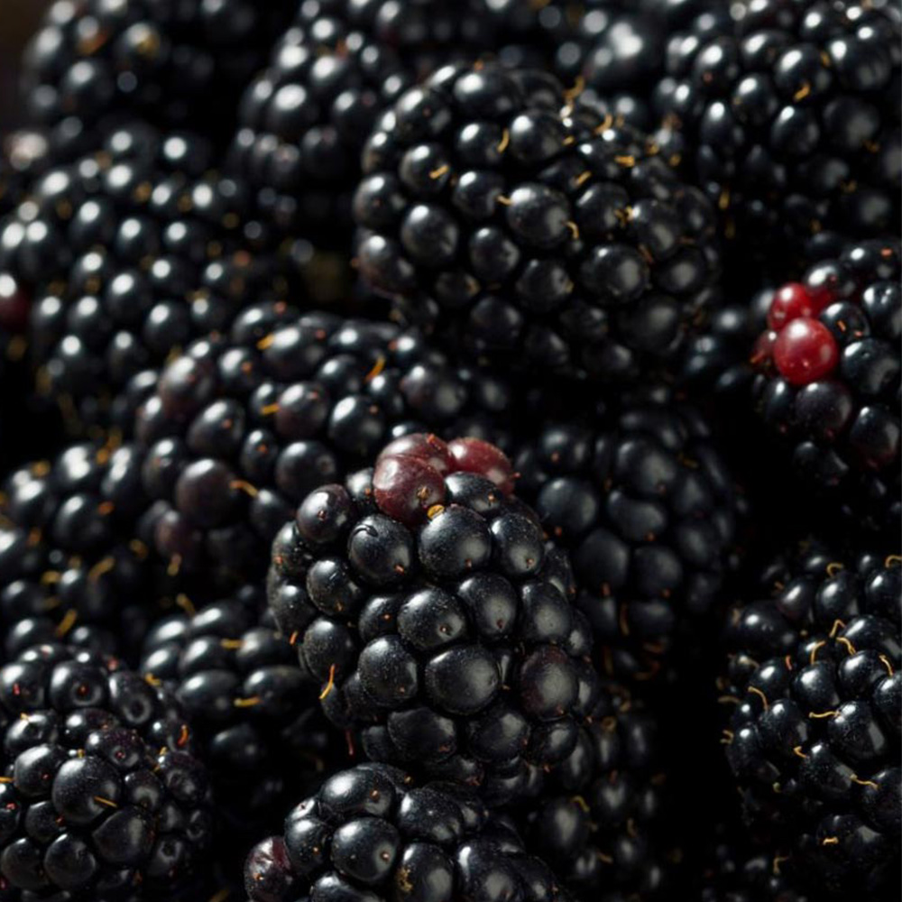 Thompson and Morgan Blackberry Rubus Karaka Black Plant Pot 9cm 3 Pack Image 1