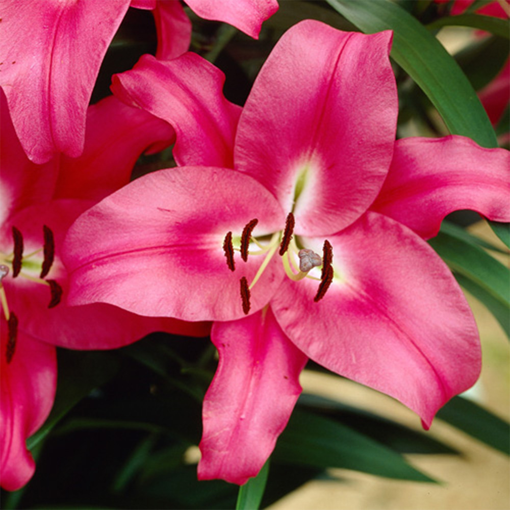 YouGarden Robina Skyscraper Lily Bulb 3 Pack Image 1