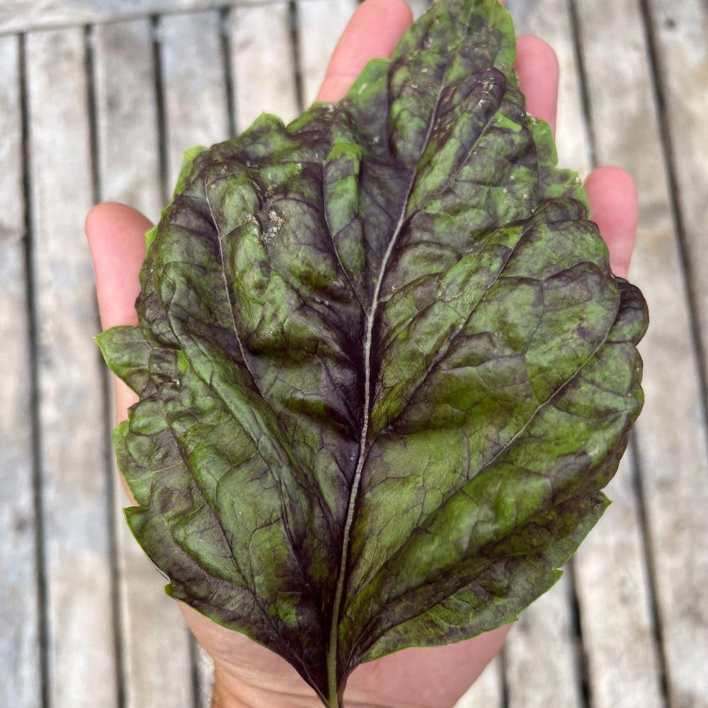 Thompson and Morgan Herb Basil Lettuce Leafed Sally Seed Packet Image 2