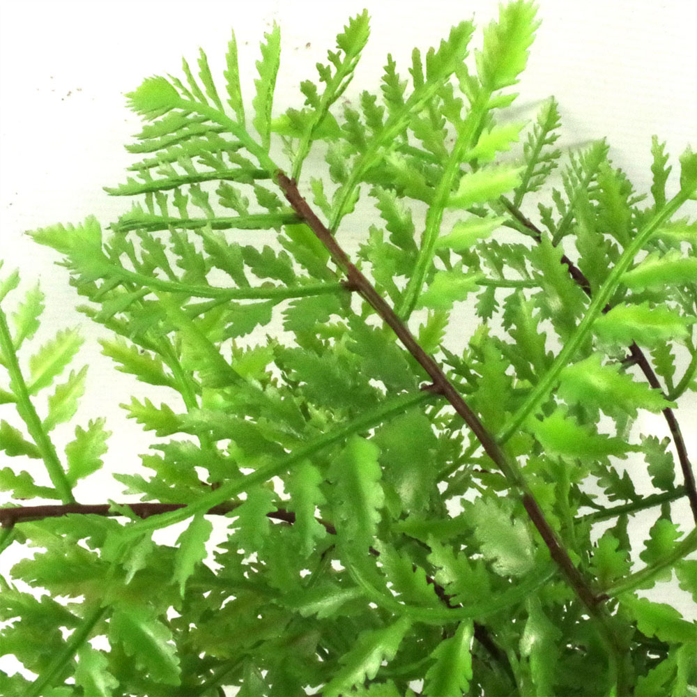 Leaf Southern Wood Fern Artificial Plant in Black Pot 30cm Image 2