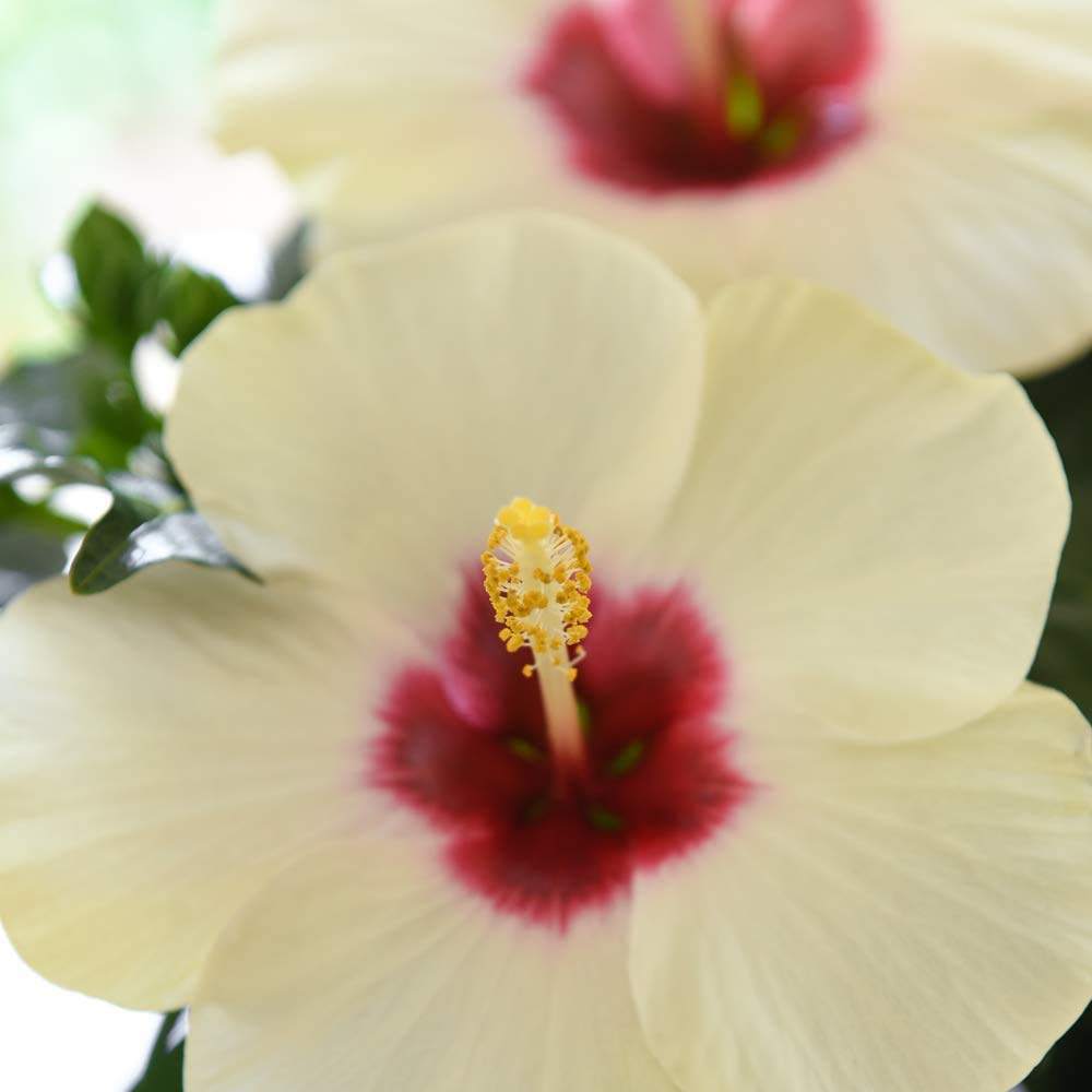 Thompson and Morgan Christmas Gift Hibiscus Adonicus Pearl Plant Pot 13cm 2 Pack Image 2