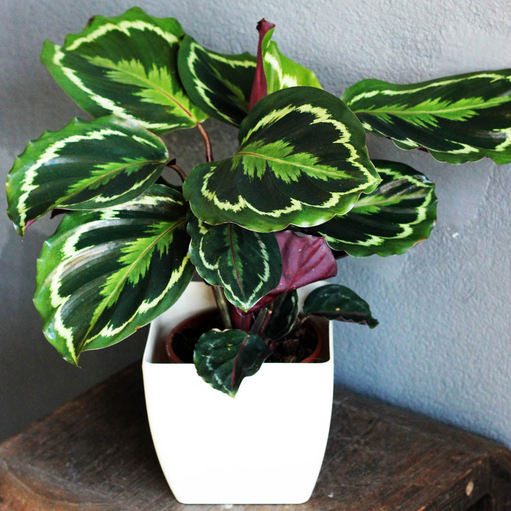 YouGarden Calathea Medallion  - wilko