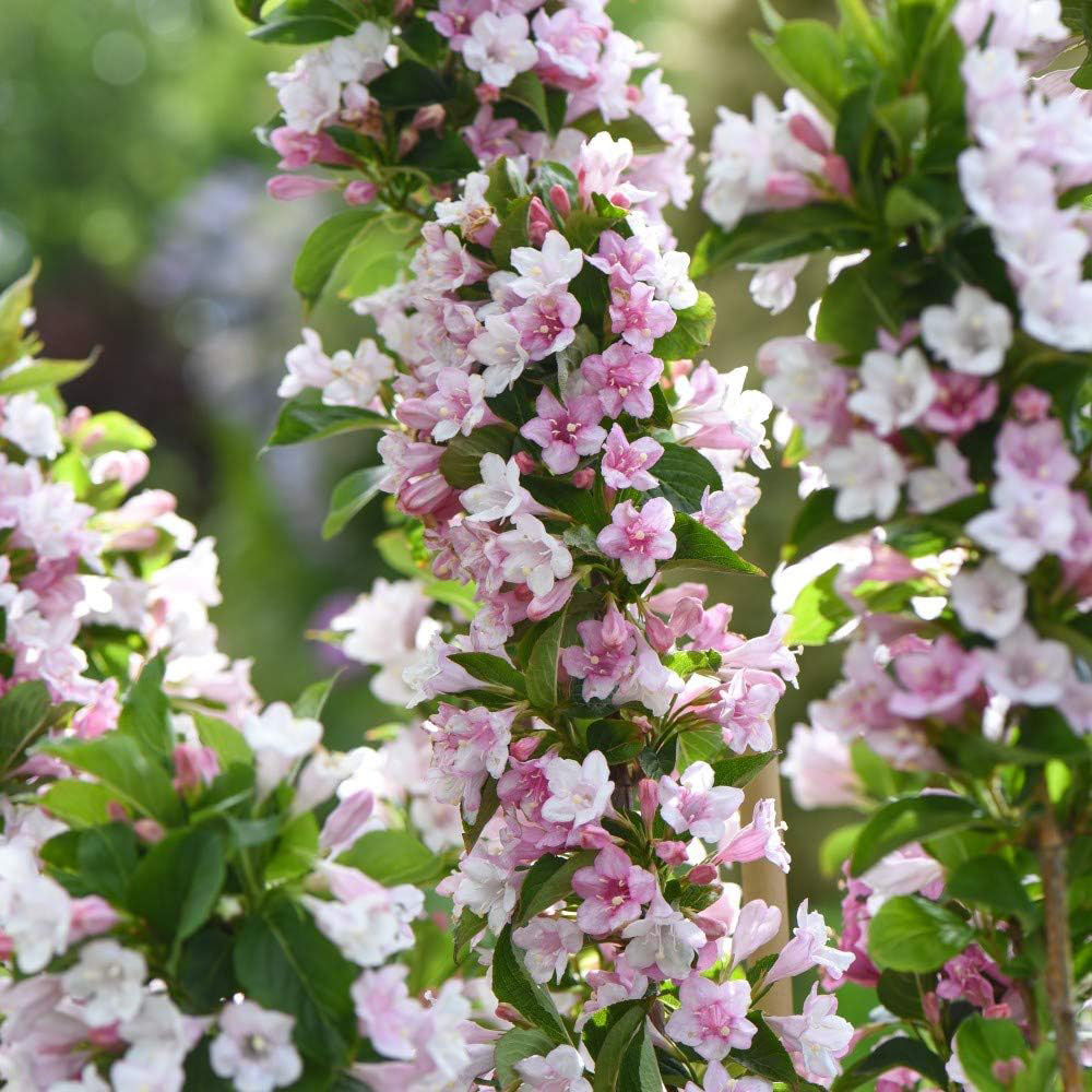 Thompson and Morgan Weigela Towers of Flowers Apple Blossom Plant Pot 9cm 6 Pack Image 4