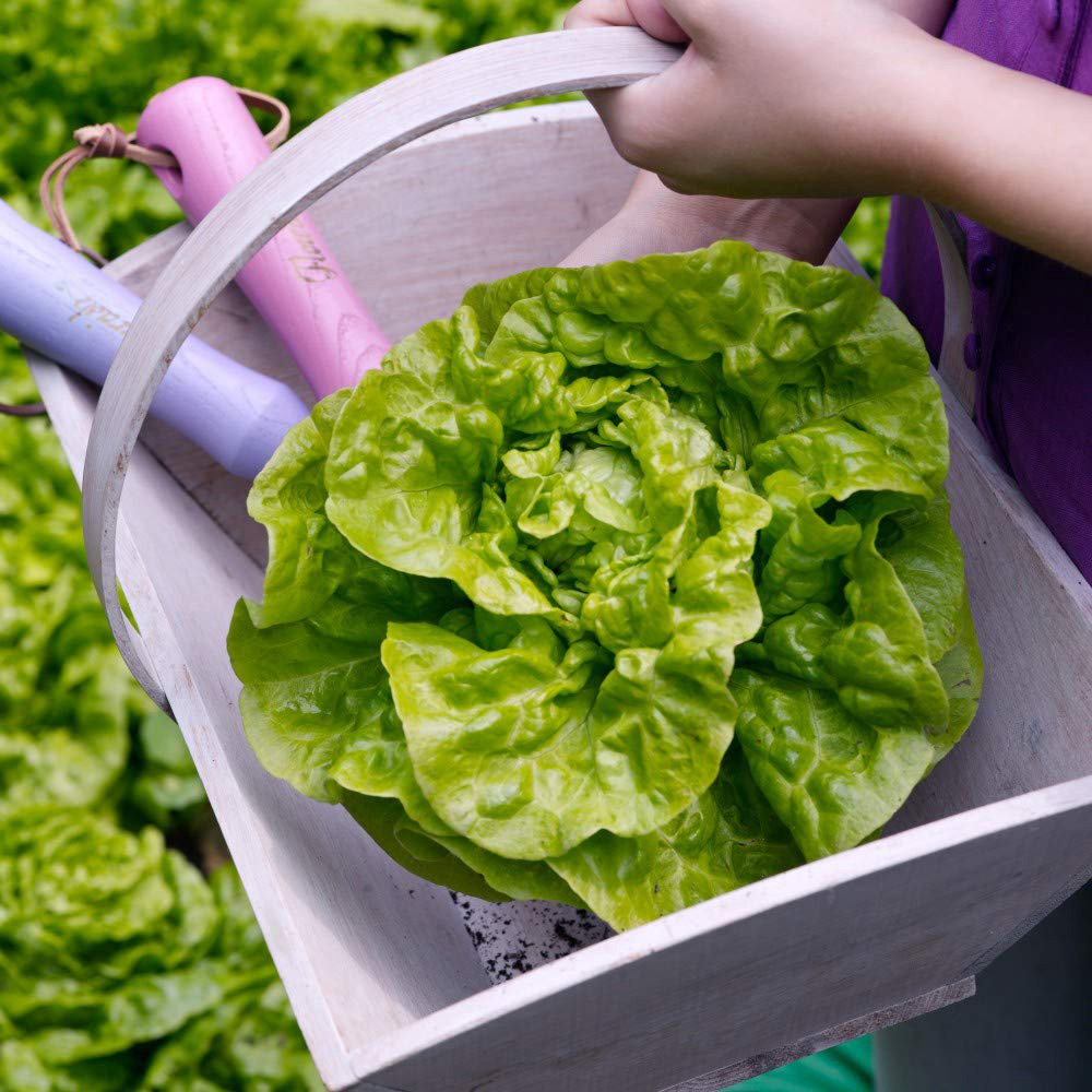 Thompson and Morgan Lettuce Butterhead Tom Thumb Seeds Image 3