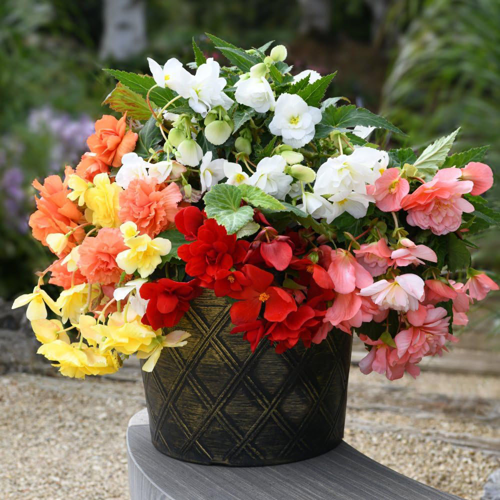 Thompson and Morgan Begonia Sun Dancer Mixed Garden Ready Plant 15 Pack Image 3