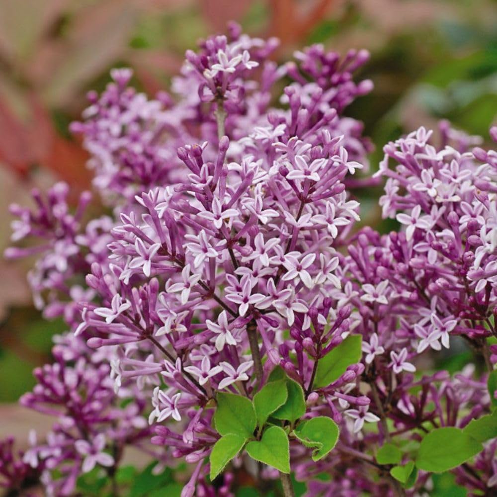 Thompson and Morgan Syringa Meyeri Palibin Plant Pot 2L 4 Pack Image 1