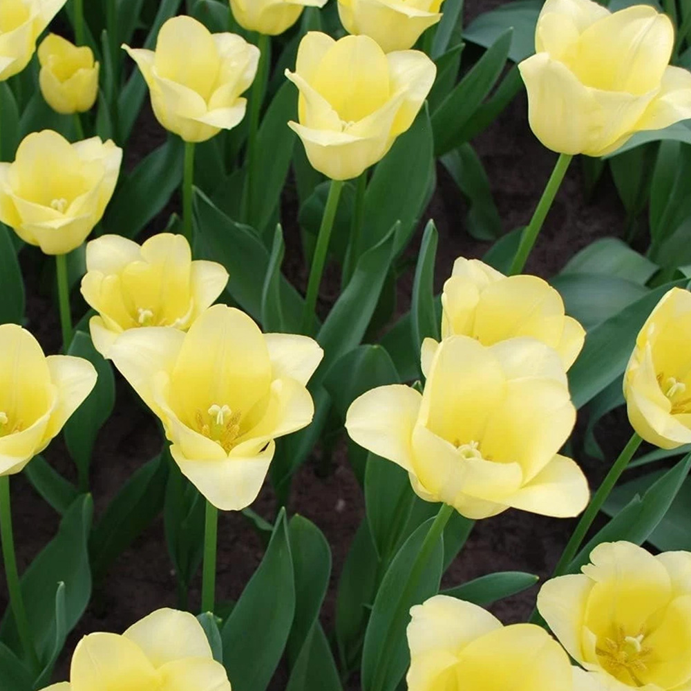 Thompson and Morgan Tulip Mid World Friendship Planting Bulb 32 Pack Image 1