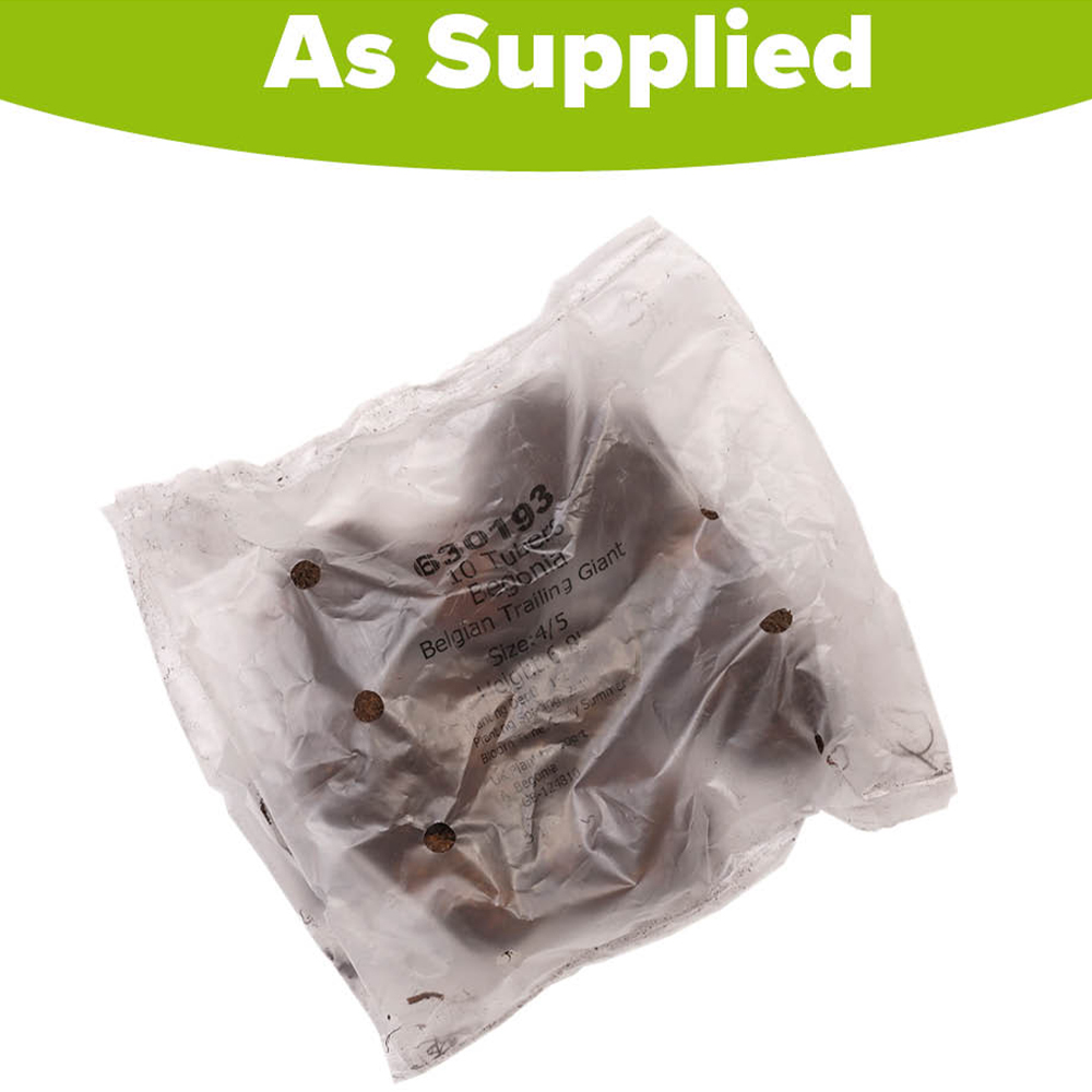 YouGarden Belgian Trailing Giant Begonia Tuber 10 Pack Image 4