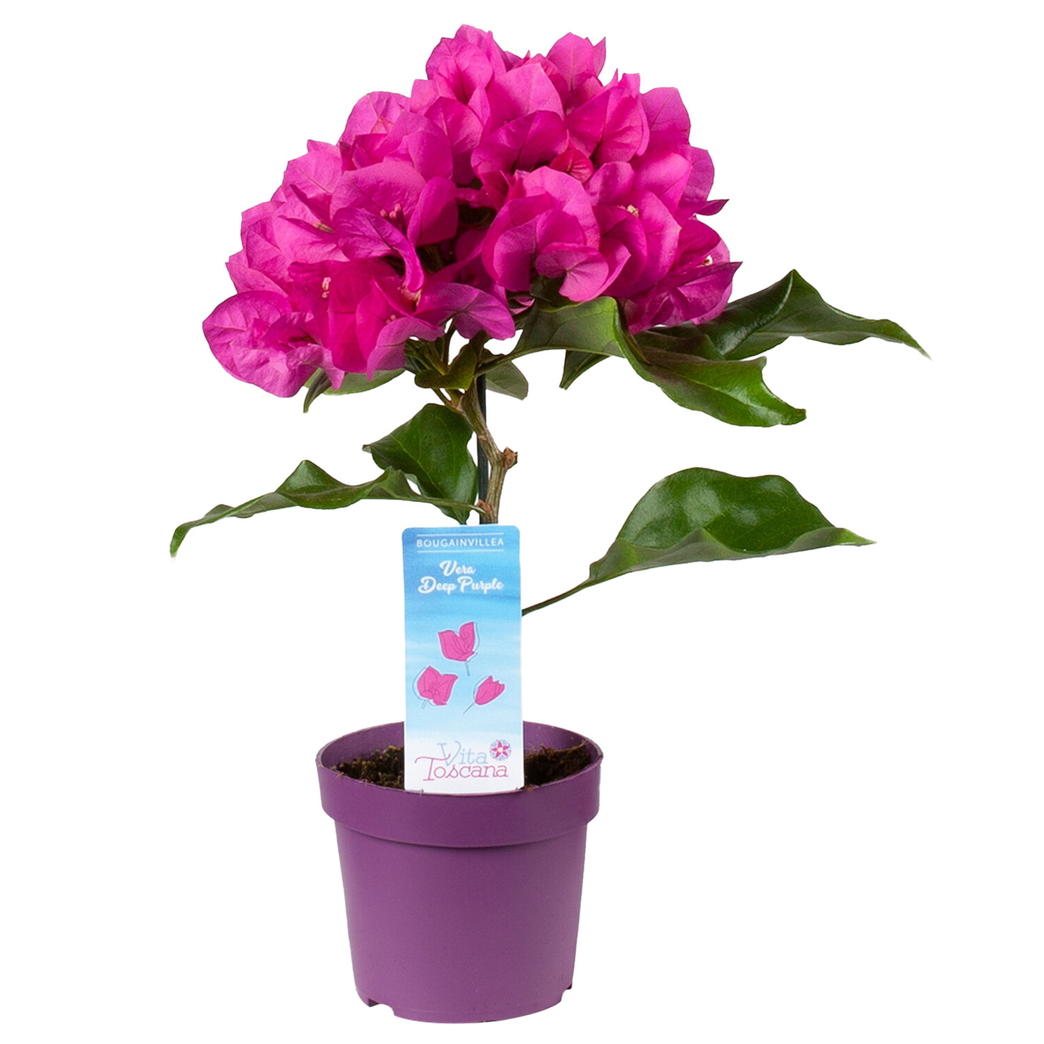 Bougainvillea Vera Deep Purple Wilko