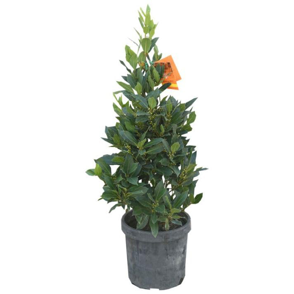 Thompson and Morgan Bay Pyramid Plant Pot 25cm Image 2