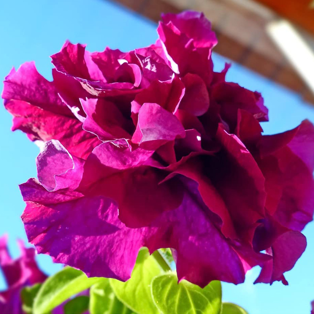 Thompson & Morgan Petunia Double Cascade Burgundy and Plum Seeds Image