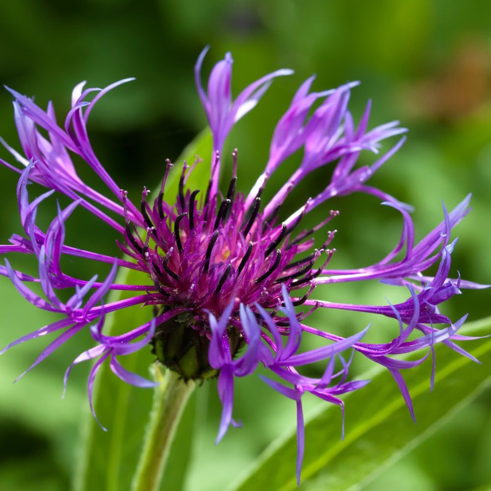 Thompson and Morgan Centaurea Montana Potted Plant 9cm Image 1