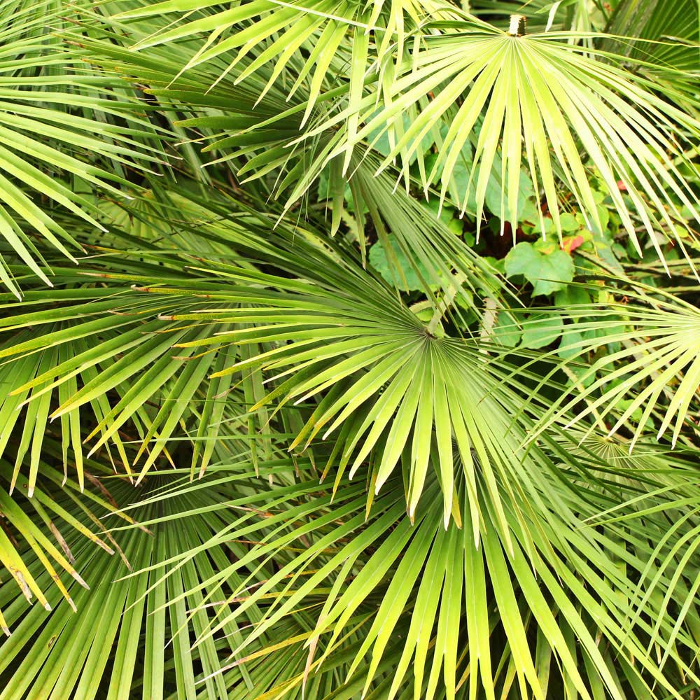 wilko Chamaerops Humilis Fan Palm Image 2
