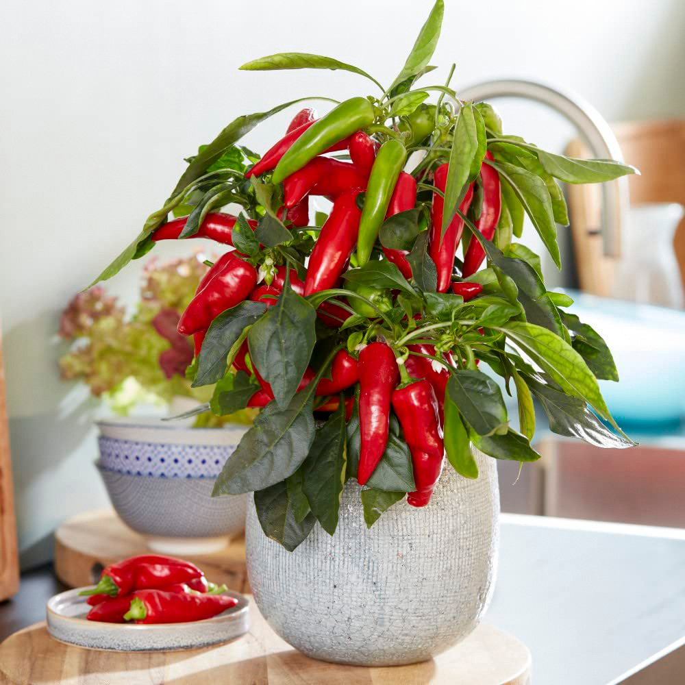 Thompson and Morgan Chilli Pepper Mild Patio Galaxy Red Potted Plant 9cm 3 Pack Image