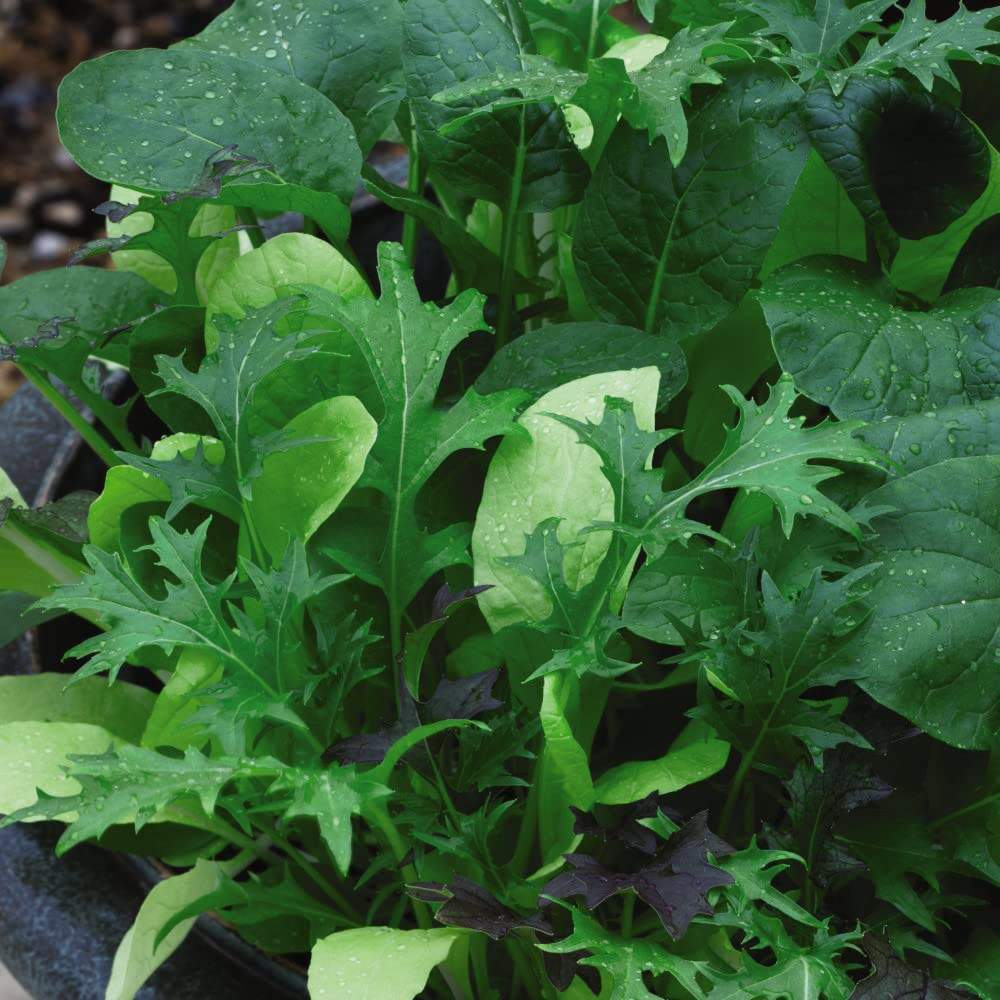 Thompson and Morgan Salad Leaves Colourfully Mild Mixed Seeds Image 1