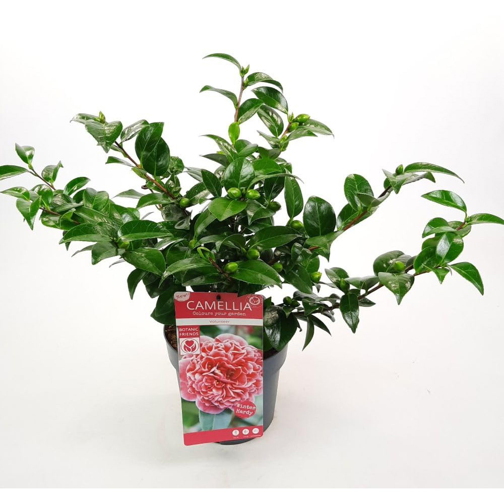 Thompson and Morgan Camellia Japonica Volunteer Plant Pot 3L Image 4