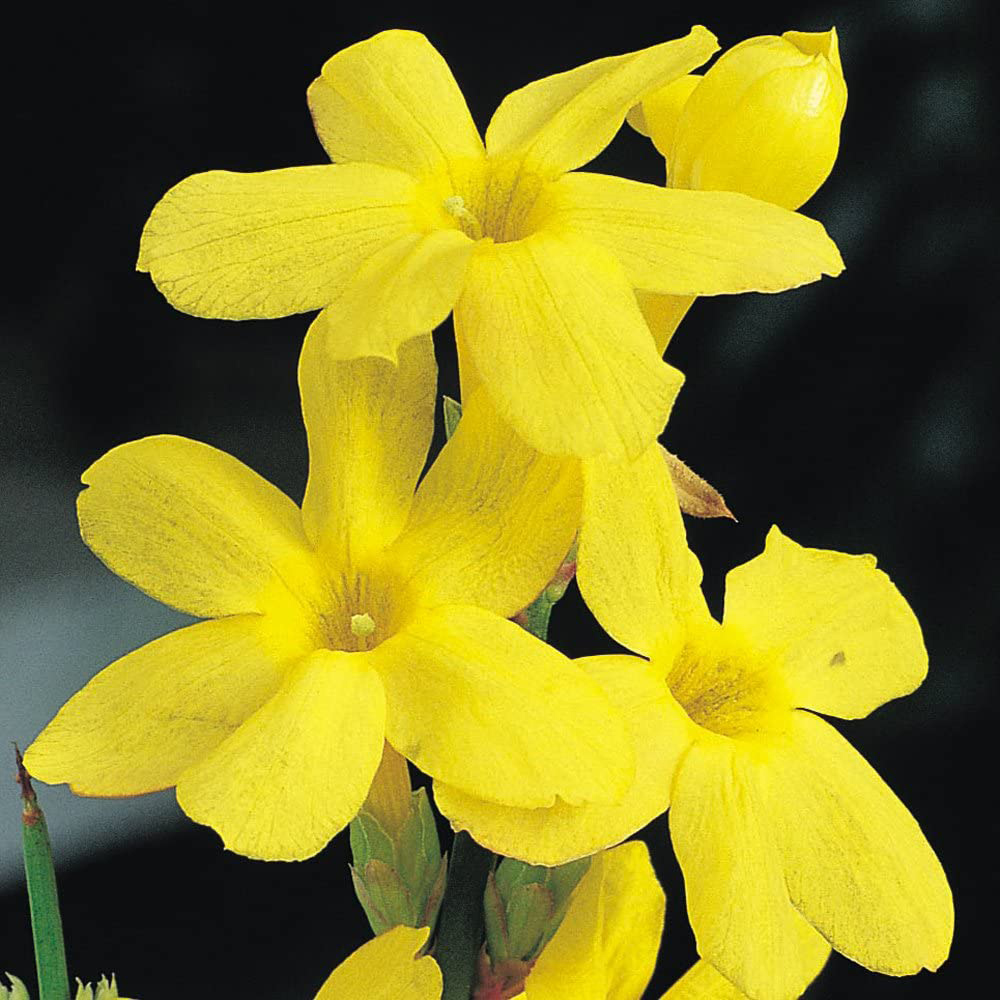 Thompson and Morgan Jasminum Nudiflorum Plant Pot 1.7L Image 1