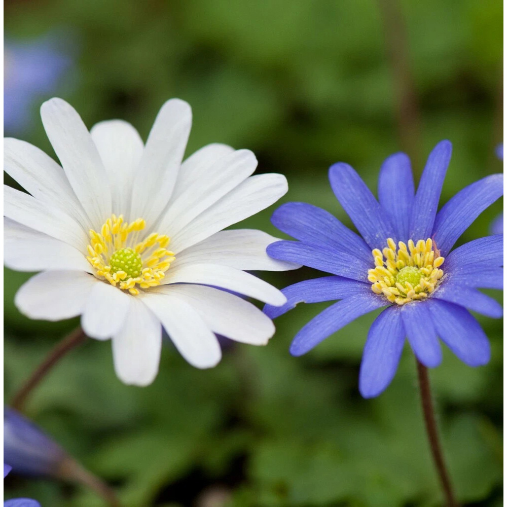Thompson and Morgan Anemone Blanda Mixed Planting Bulb 80 Pack Image 4