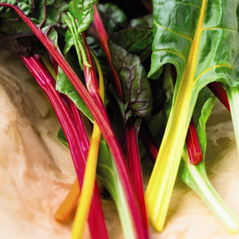 Thompson & Morgan Swiss Chard Beet Bright Lights Rubbed F1 Hybrid Seeds Image 3