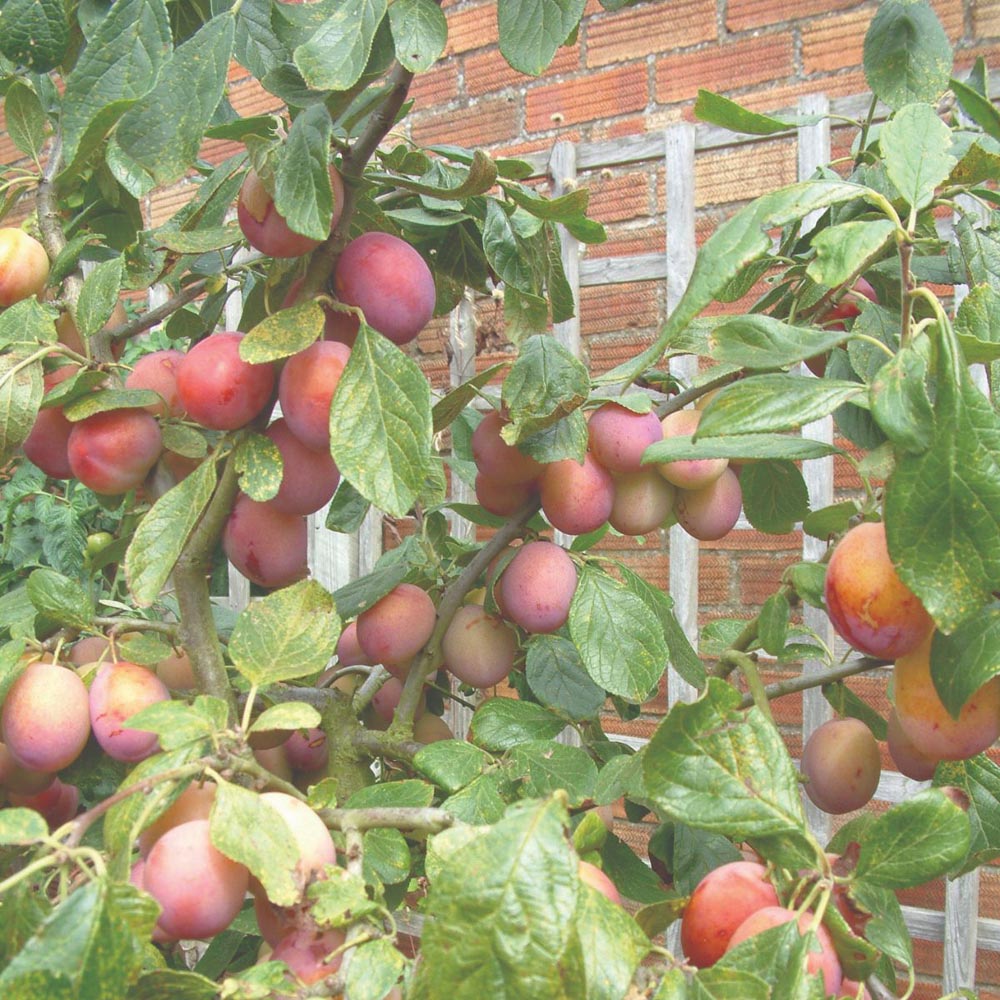 Thompson and Morgan Plum Prunus Victoria Patio Standard St Julien Plant Pot 5L Image 5