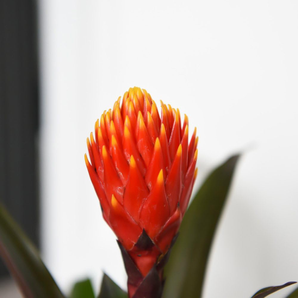 Thompson and Morgan Guzmania Tala Plant Pot 12cm Image 3