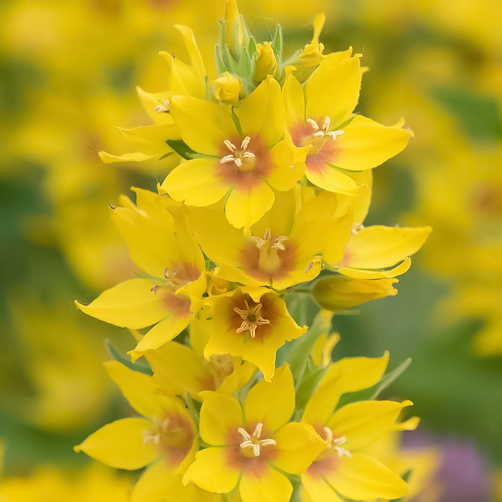 Thompson and Morgan Lysimachia Punctata Plant Pot 9cm Image 1