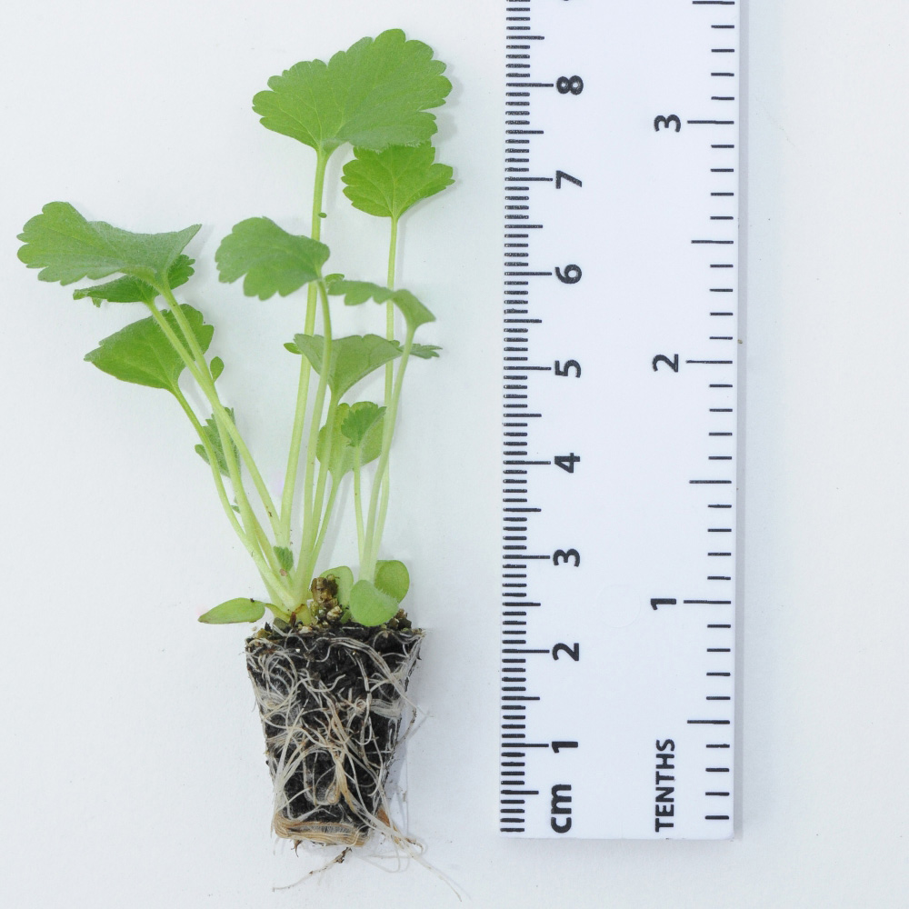 Thompson and Morgan Geum Mrs J. Bradshaw Plant Plug 24 Pack Image 5