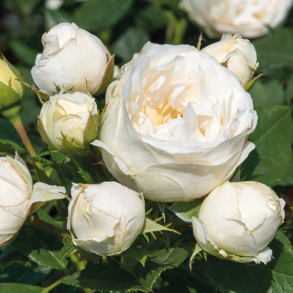 YouGarden Rose Pearl Vaza Plant in Pot 4.5L Image 2