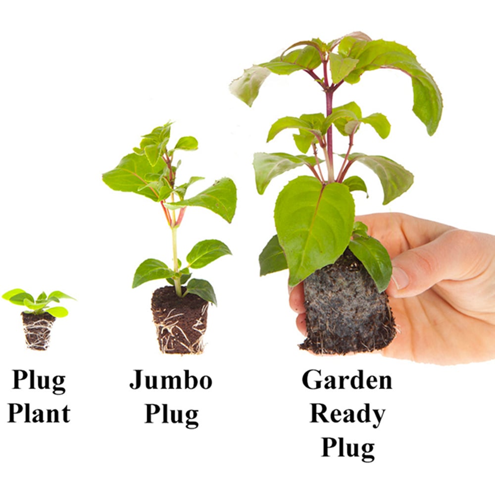YouGarden Cottage Garden Perennial Collection Plug Plant 12 Pack Image 6