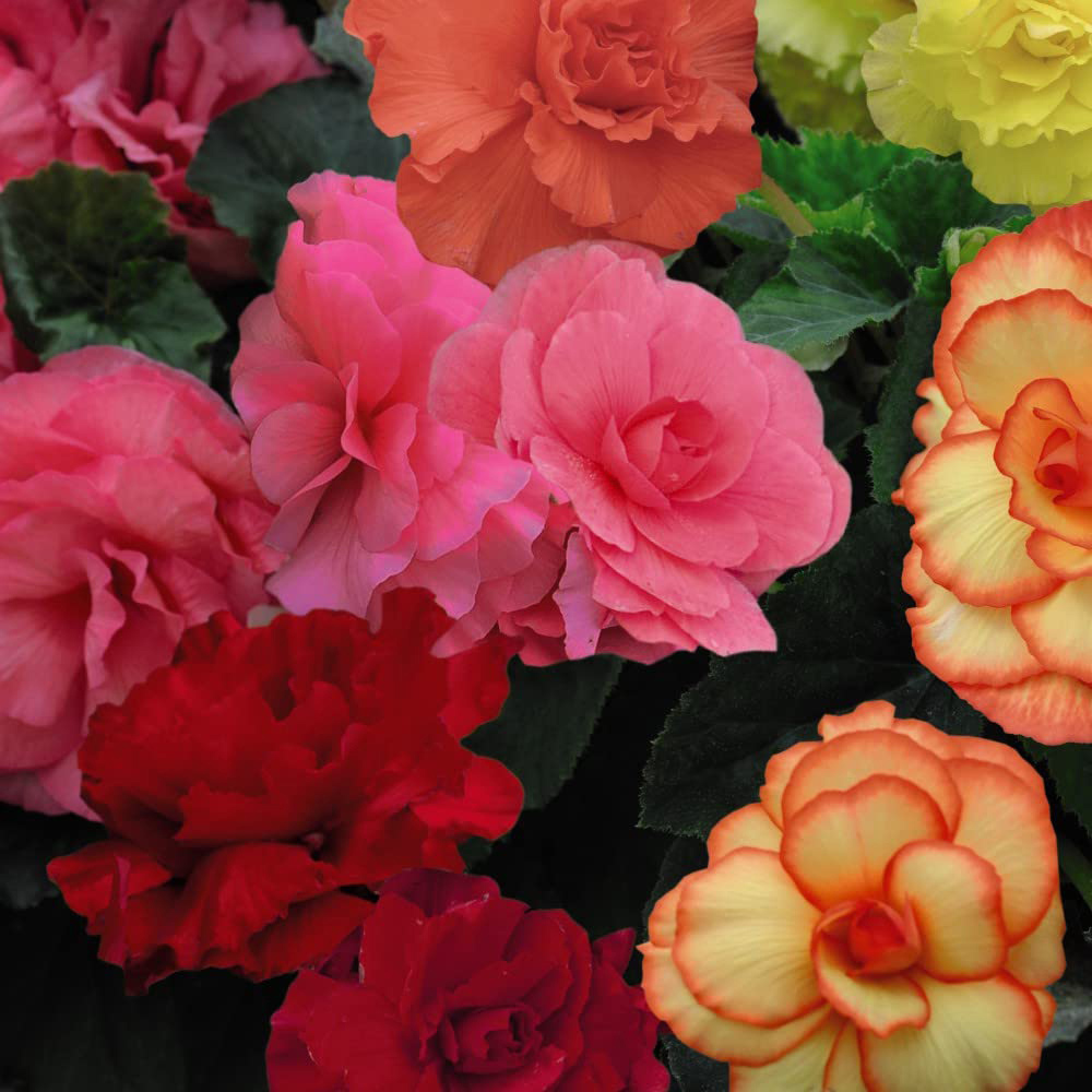 Thompson and Morgan Begonia Majestic Garden Ready Plant 30 Pack Image 3