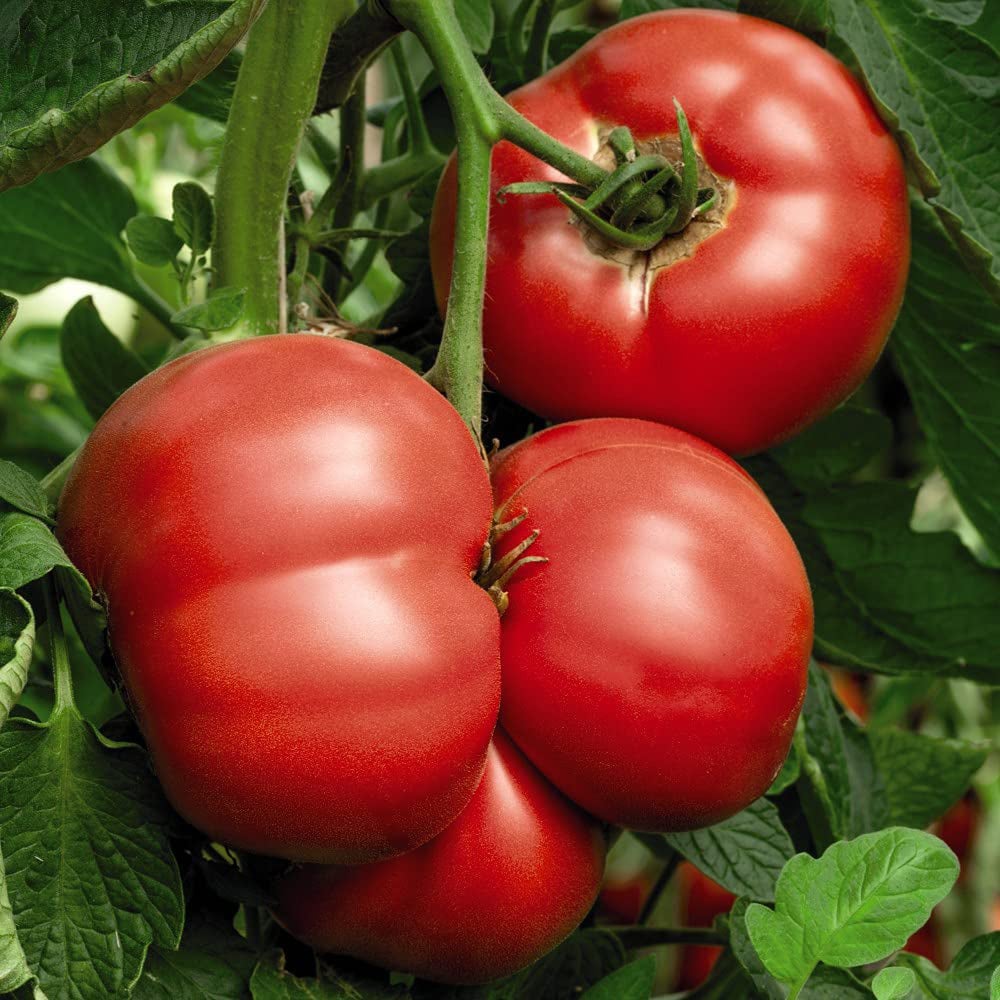 Thompson and Morgan Tomato Grafted Crimson Collection Plant Pot 10cm 12 Pack Image 3