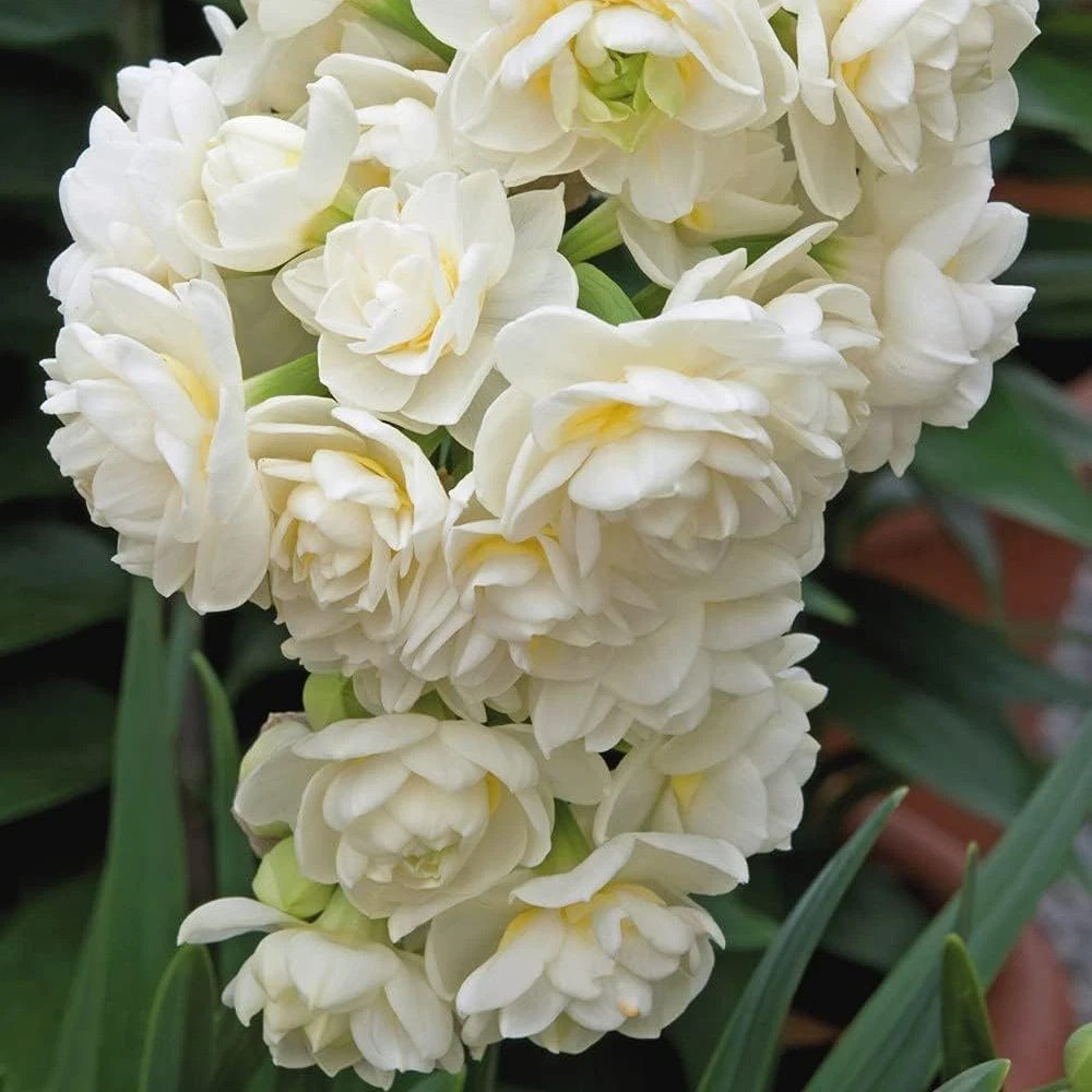 Thompson and Morgan Daffodil Erlicheer Planting Bulb 32 Pack Image 4