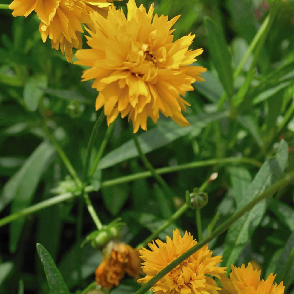 Thompson and Morgan Coreopsis Golden Joy Garden Ready Plant 15 Pack Image 3