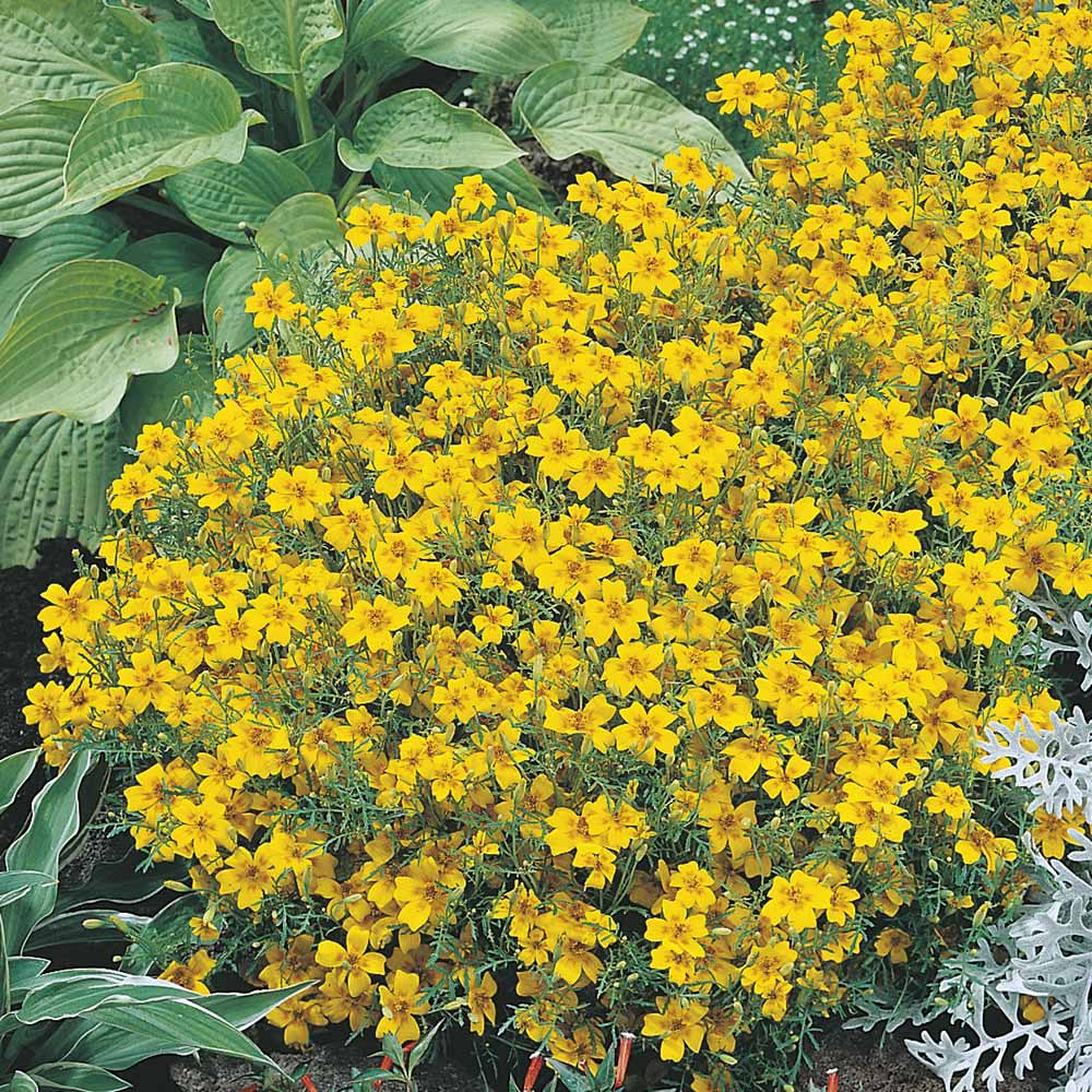 Johnsons Tagetes Golden Gem Flower Seeds Image 1